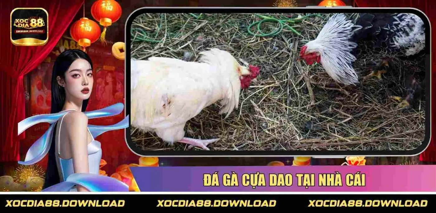 Đá gà cựa dao tại nhà cái
