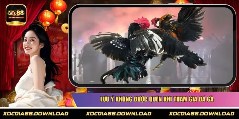 Lưu ý không được quên khi tham gia đá gà