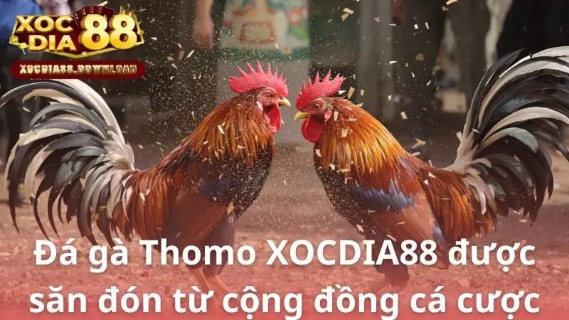 Đá gà Thomo XOCDIA88 được săn đón từ cộng đồng cá cược