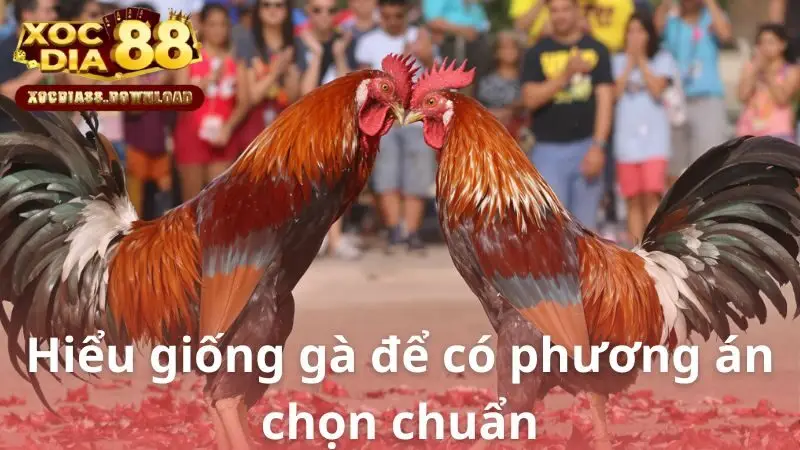 Hiểu giống gà để có phương án chọn chuẩn